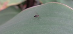 Nemopoda nitidula