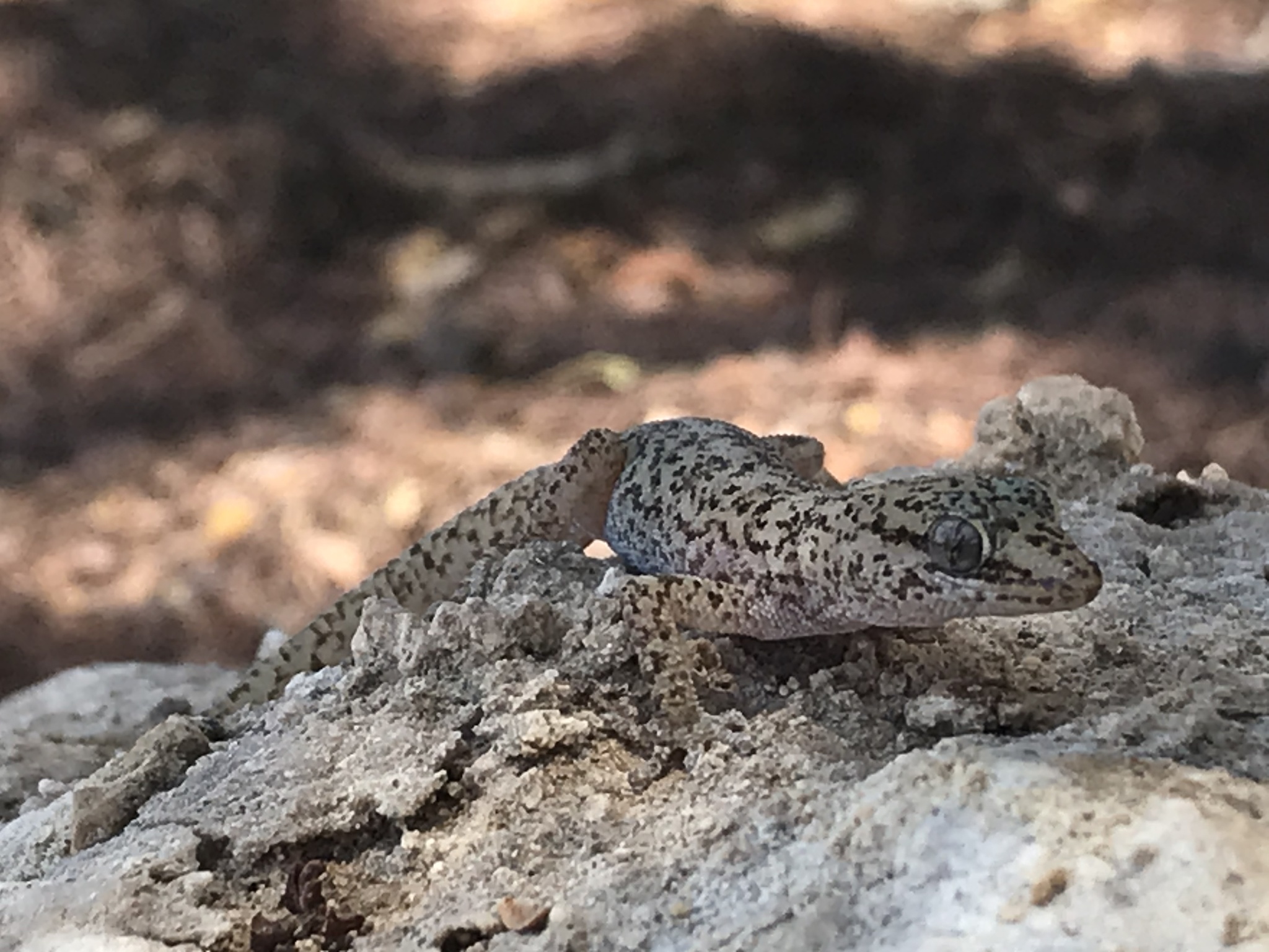 Phyllodactylus Gerrhopygus (Wiegmann, 1834)