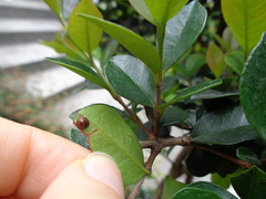 Chrysomphalus aonidum