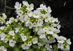 Draba borealis