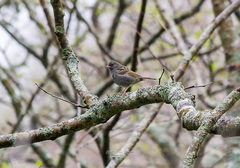 Emberiza variabilis