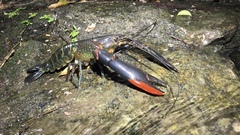 Cherax quadricarinatus