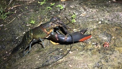 Cherax quadricarinatus