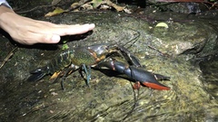 Cherax quadricarinatus