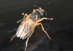 Phoridae
