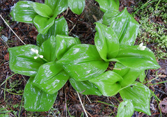 Clintonia udensis
