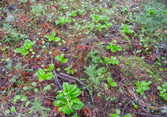 Clintonia udensis