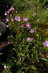 Epilobium alsinifolium