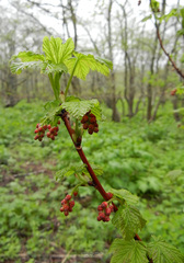 Ribes latifolium