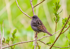 Emberiza variabilis