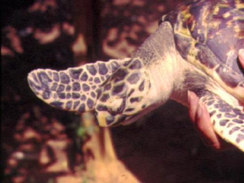 Hawksbill turtle