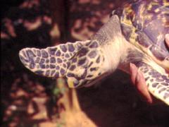 Hawksbill turtle