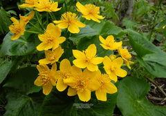 Caltha fistulosa