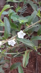 Seddera suffruticosa