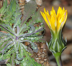 Reichardia intermedia