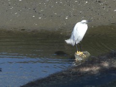 Egretta thula