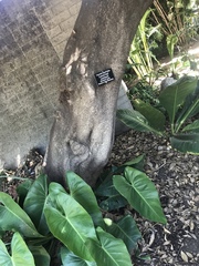 Cocculus laurifolius