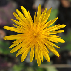 Reichardia intermedia