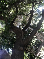 Cocculus laurifolius