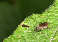 Phoridae