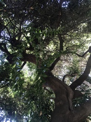 Cocculus laurifolius