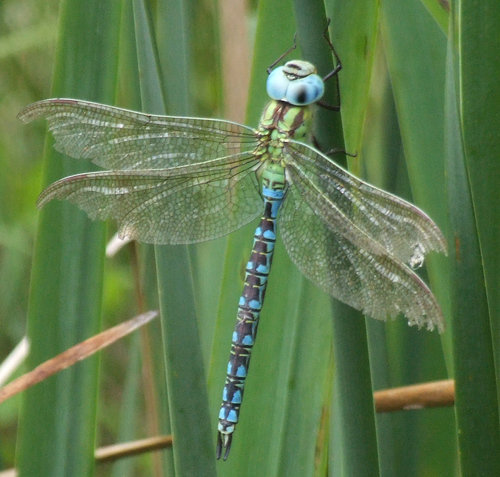 Green Hawker