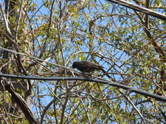 Sturnus vulgaris