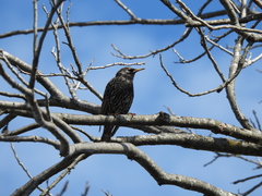 Sturnus vulgaris
