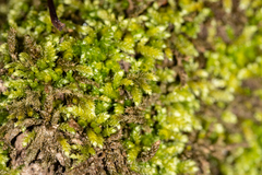 Bryoandersonia