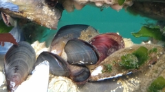 Mytilus trossulus
