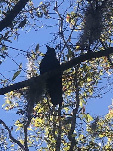 Corvus brachyrhynchos image