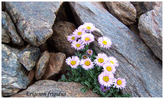Erigeron frigidus