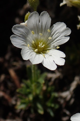 Cerastium pedunculatum