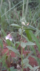 Hermannia glanduligera