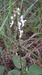Orthosiphon suffrutescens