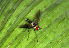 Cholomyia
