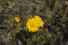 Oedera imbricata