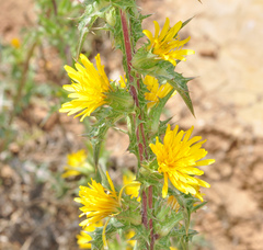 Scolymus hispanicus