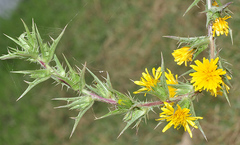 Scolymus hispanicus