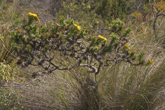 Oedera imbricata