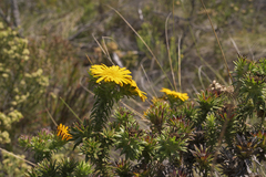 Oedera imbricata