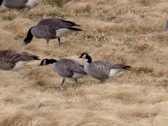 Branta hutchinsii hutchinsii