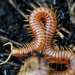 Soil Centipedes - Photo (c) Anton Gjeldum, some rights reserved (CC BY-NC), uploaded by Anton Gjeldum