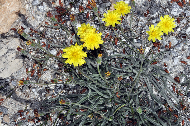 Gelasia albicans