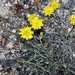 Gelasia albicans - Photo (c) faluke,  זכויות יוצרים חלקיות (CC BY-NC), הועלה על ידי faluke
