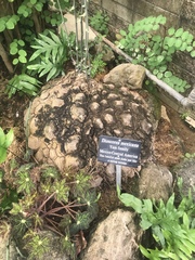 Dioscorea mexicana