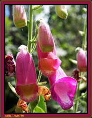 Digitalis