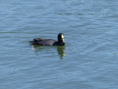 Fulica armillata