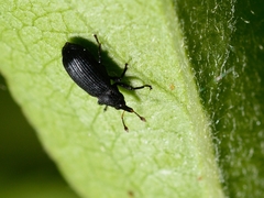 Magdalis ruficornis