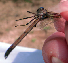 Macrothemis inacuta